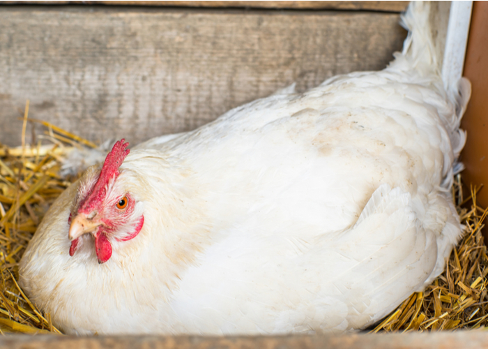 nesting habits of chickens